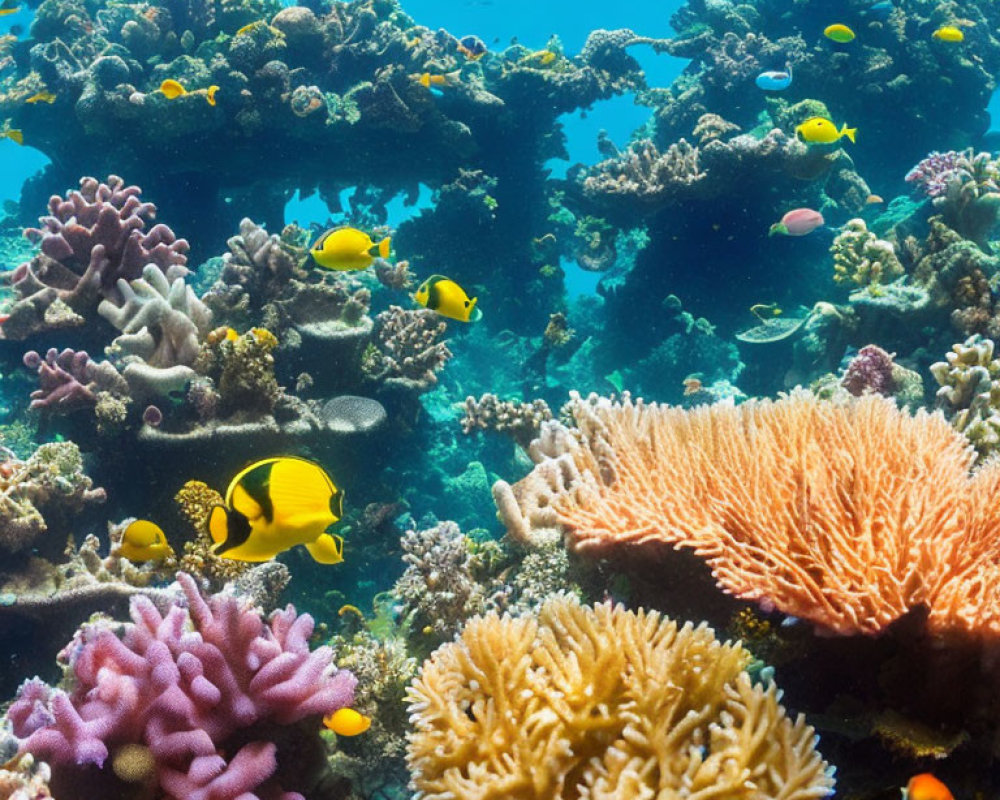 Colorful coral reef with diverse marine life