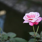 Pink Lotus Flower Blooming on Serene Pond with Lily Pads