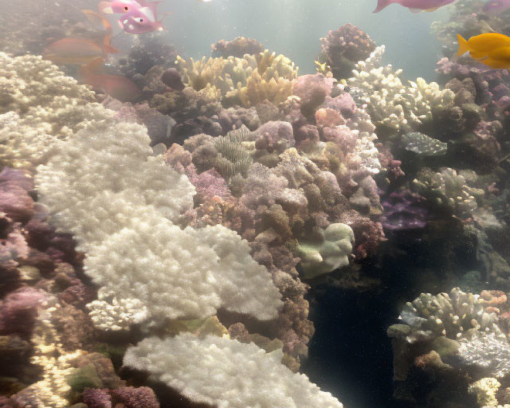 Vibrant coral reefs with colorful fish and light rays underwater