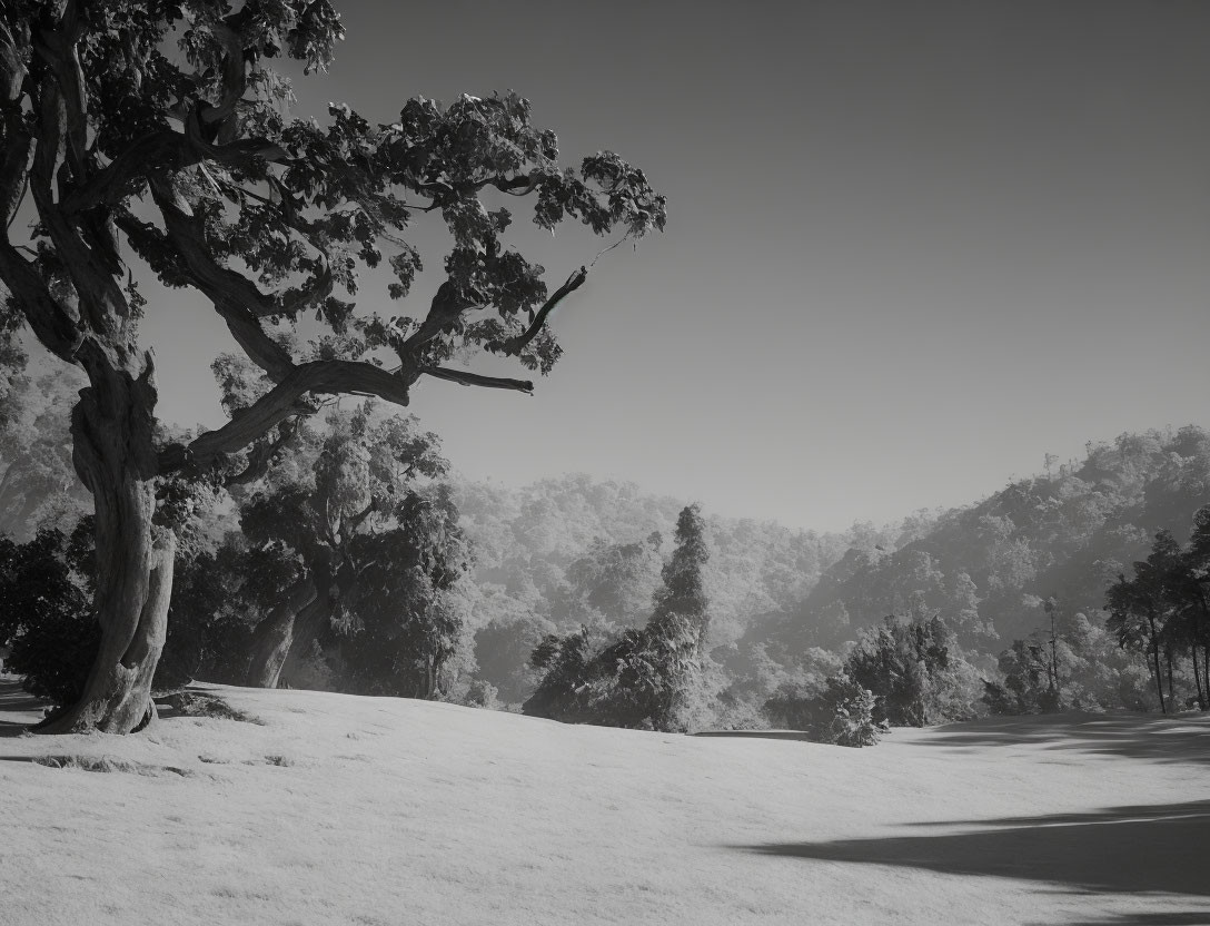 Monochrome winter scene with lone tree in snowy field