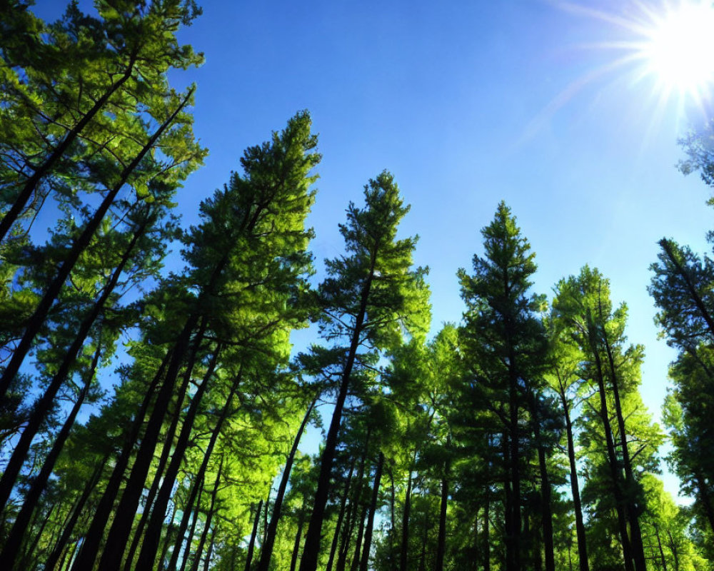 Vibrant green forest canopy under clear blue sky