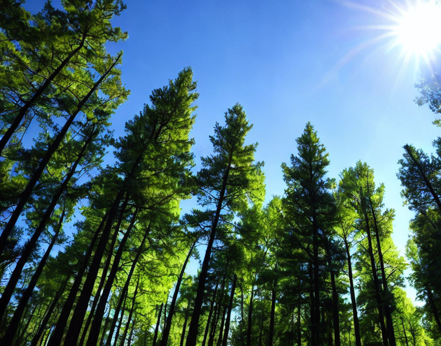 Vibrant green forest canopy under clear blue sky