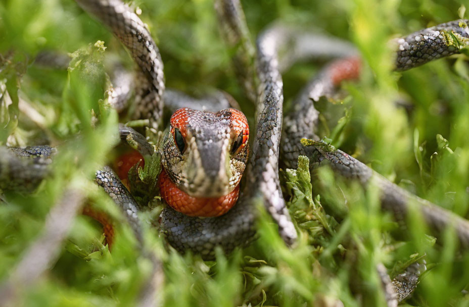 Detailed Red and Gray Snake Camouflaged in Green Foliage