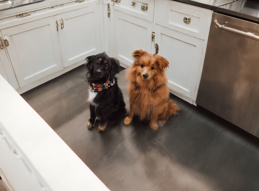 Fluffy black and brown dogs sitting in kitchen with white cabinets