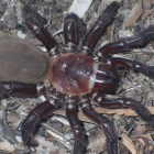 Detailed Realistic Spider in Rocky Terrain with Misty Cliffs