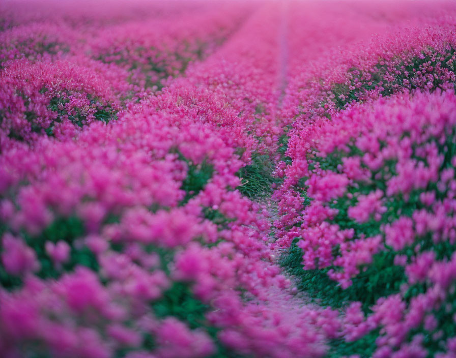 Symmetrical Rows of Vibrant Pink Blooming Flowers with Blurred Edges