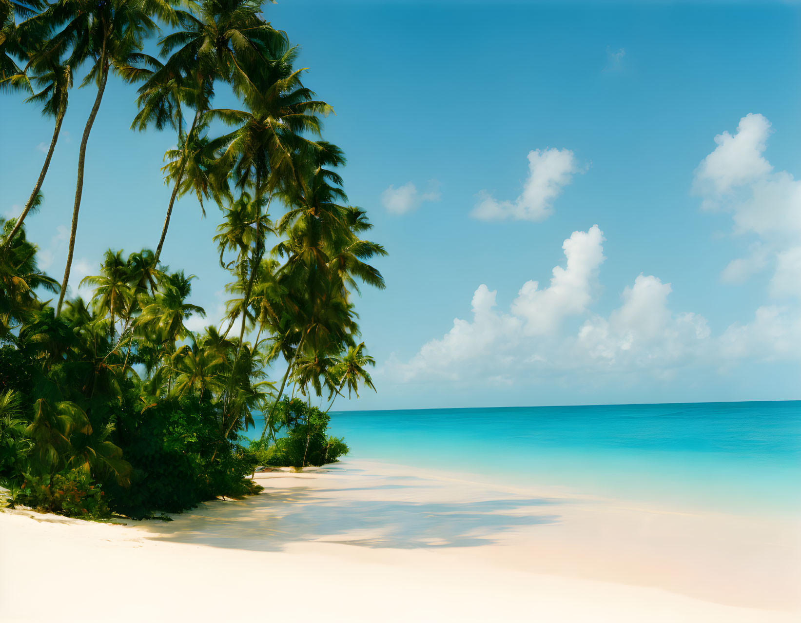 Tropical Beach Scene with Palm Trees, Blue Skies, and Turquoise Sea