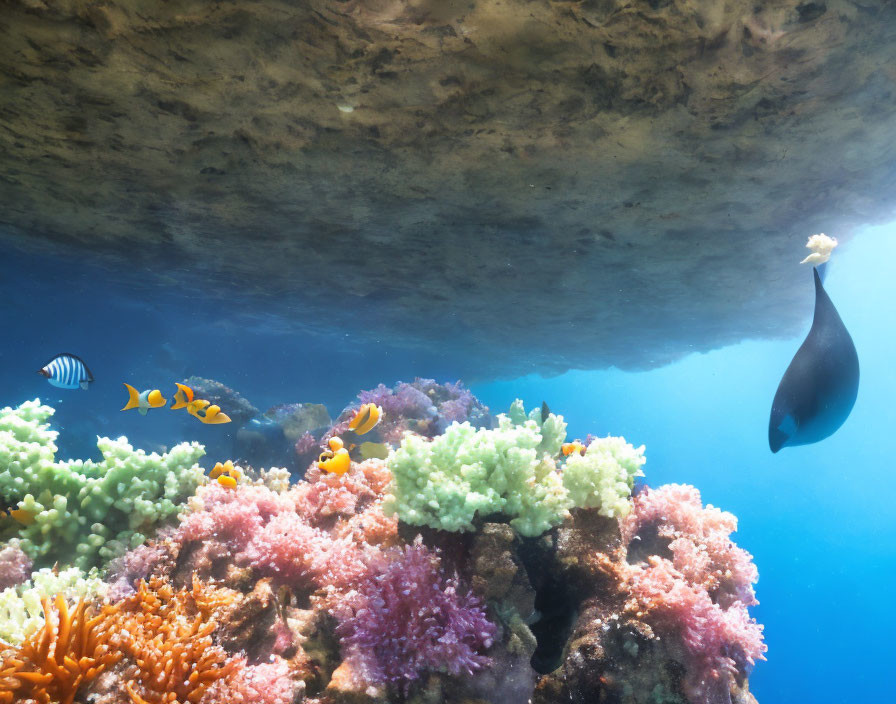 Vibrant coral reefs with diverse tropical fish swimming above