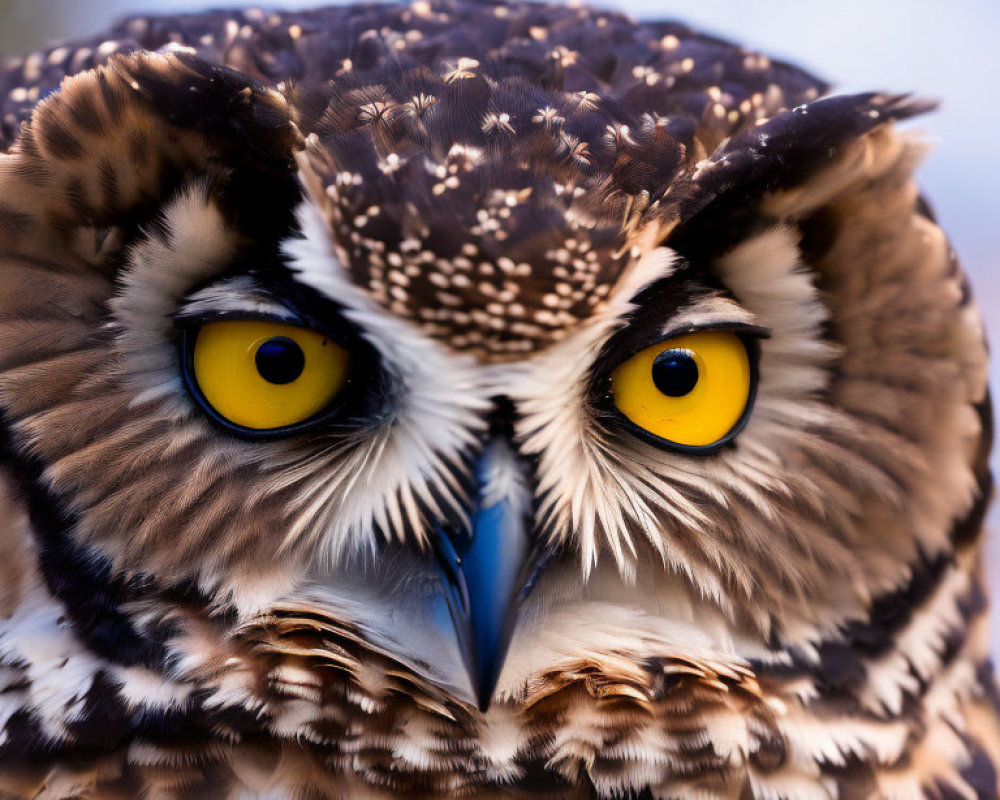 Brown and White Owl with Yellow Eyes and Sharp Beak in Close-up Shot