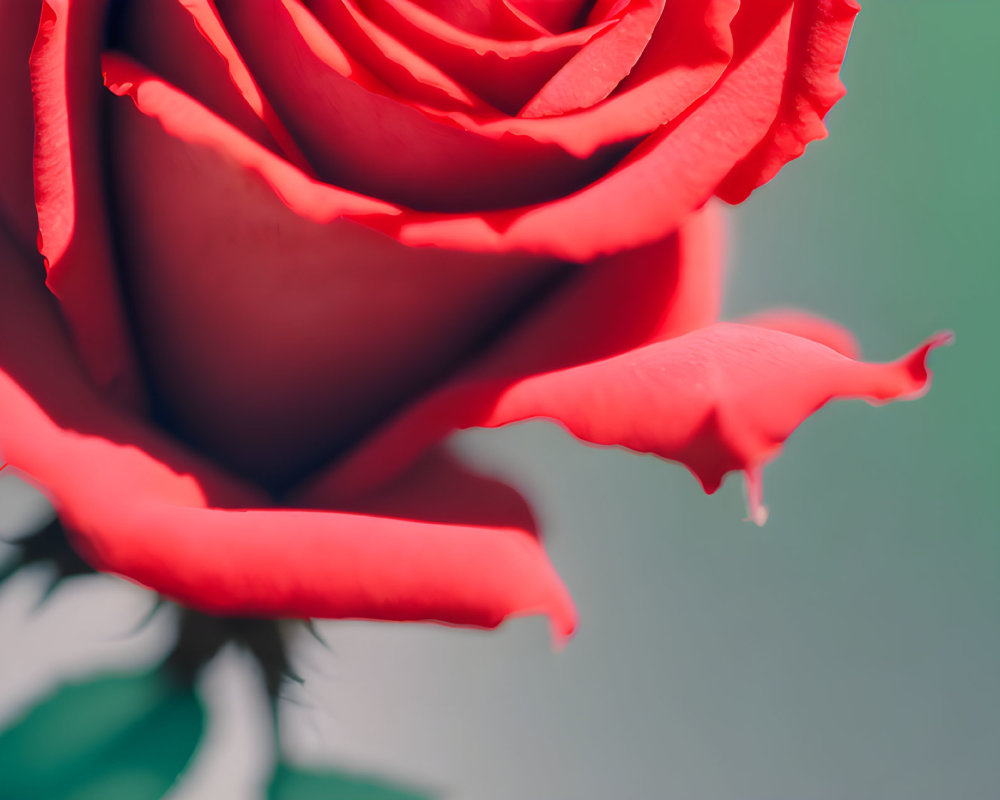 Vibrant red rose with delicate petals on soft-focus green background