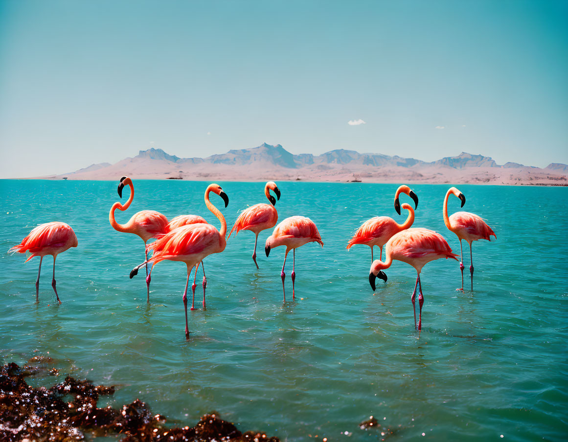 Flamingos in Shallow Waters with Blue Sky and Mountains