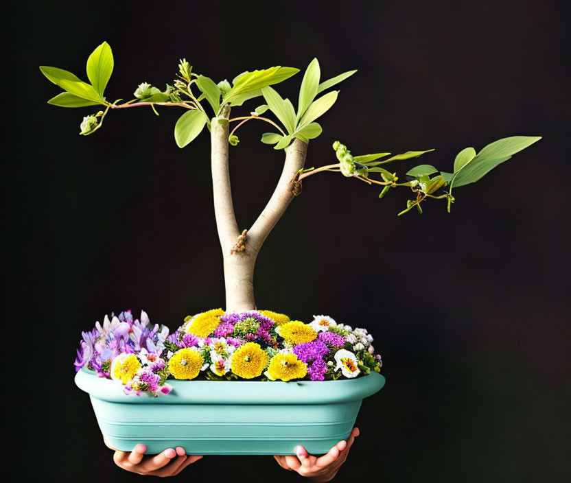 Blooming bonsai tree in green pot on dark background