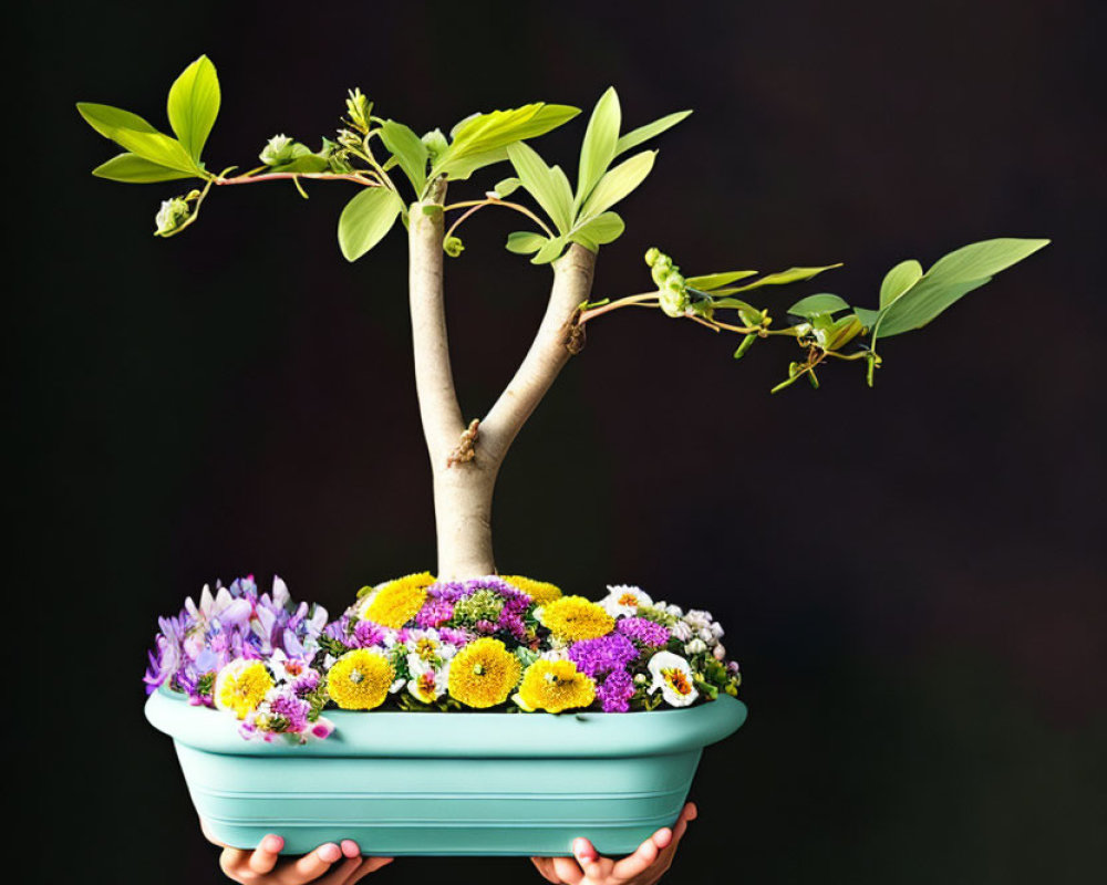 Blooming bonsai tree in green pot on dark background