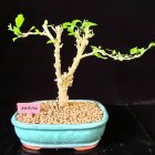 Blooming bonsai tree in green pot on dark background