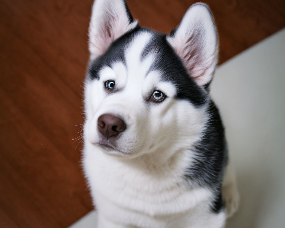 Siberian Husky with Blue Eyes and Black & White Fur on Hardwood Floor