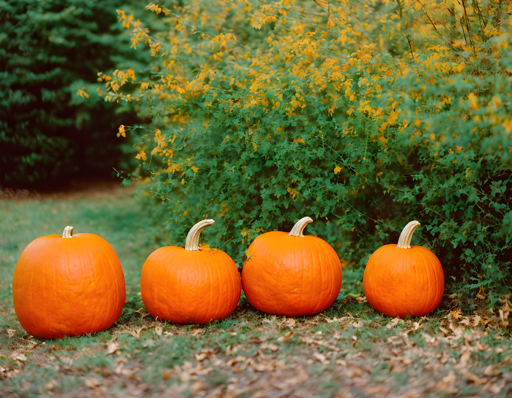 Four Pumpkins Aligned on Ground with Green Bushes and Yellow Flowers