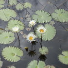 Tranquil pond with white lotus flowers, lily pads, and swimming fish