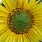 Detailed close-up of vibrant sunflower with yellow petals and textured green center, enhanced by sunlight and dro