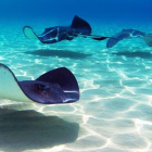 Marine life: Stingrays and fish in clear blue ocean water