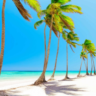 Swollen palm trees, white sand, blue sky: Tropical beach scene with birds