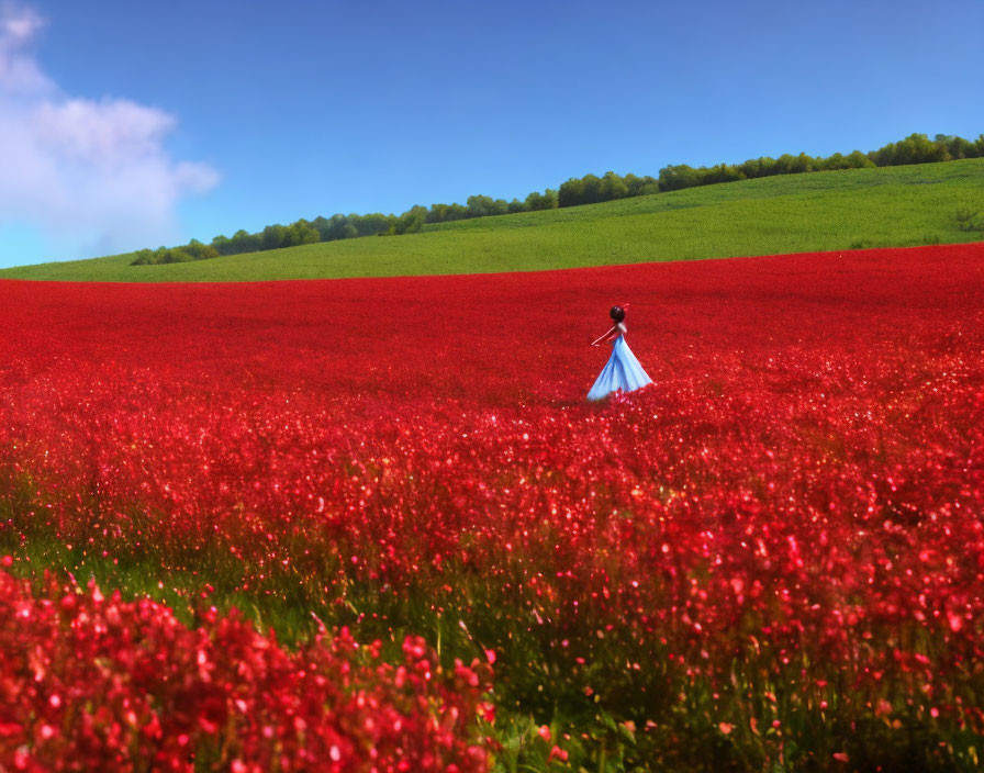 Person in Blue and White Outfit Standing in Red Flower Field