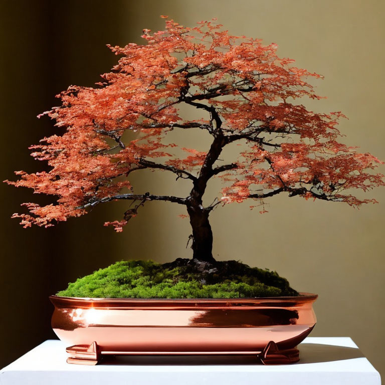 Lush Reddish Foliage Bonsai in Copper Pot on Two-Tone Backdrop