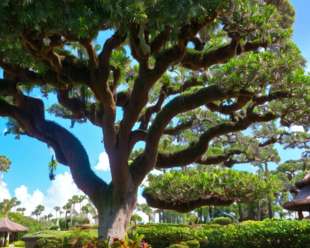 Majestic twisted trunk tree in sunny tropical garden