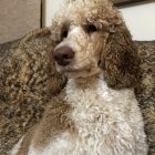 Fluffy brown and white dog with curly fur wearing a bow tie on a couch