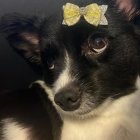 Black and white dog with one blue eye and butterfly in sunlight