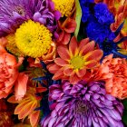 Colorful Dewy Flowers in Blue, Orange, Purple & Yellow