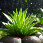 Vibrant green succulent with water droplets, lit by sunlight on dark background.