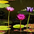 Tranquil pond with pink water lilies, lily pads, and cascading fountain