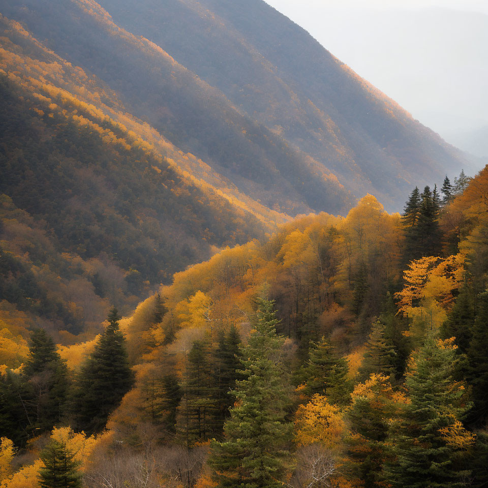 Autumn Trees on Mountainside with Transitioning Colors