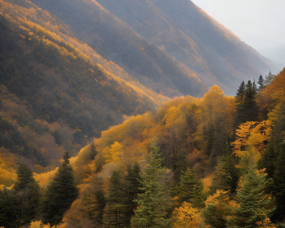 Autumn Trees on Mountainside with Transitioning Colors