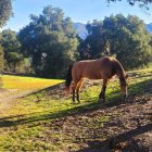 Horse grazing in serene forest clearing surrounded by lush green trees