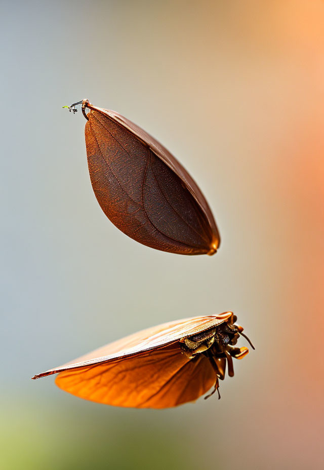 Ant on Brown Leaf with Butterfly Against Soft-focus Background