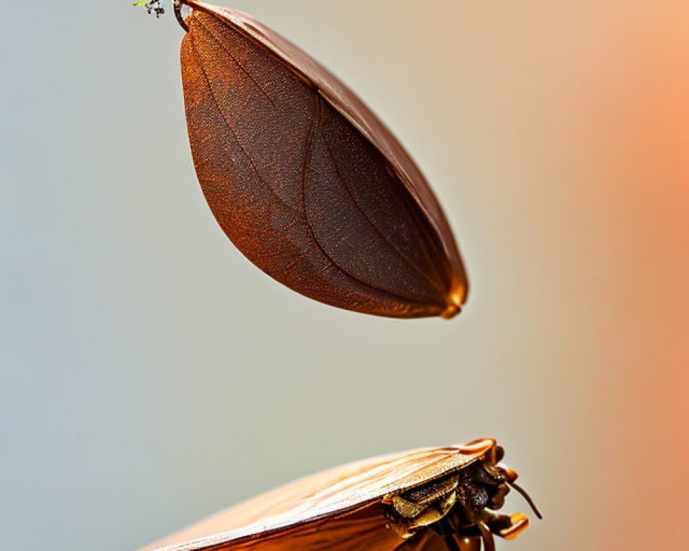 Ant on Brown Leaf with Butterfly Against Soft-focus Background