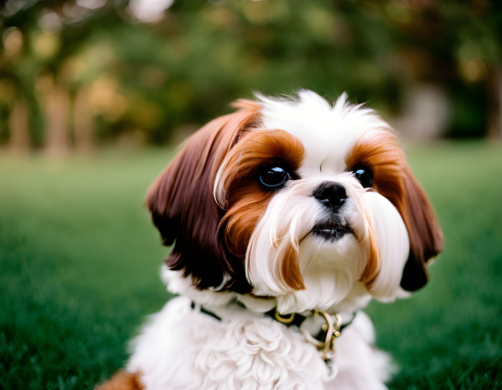 Fluffy black and white Shih Tzu dog on green grass