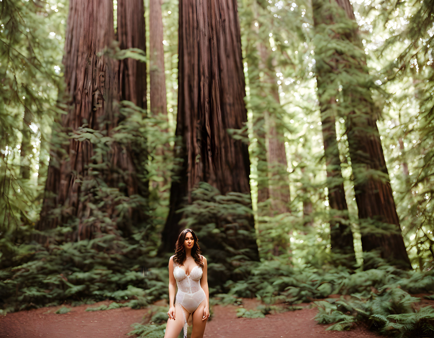 Majestic redwood forest scene with towering ancient trees