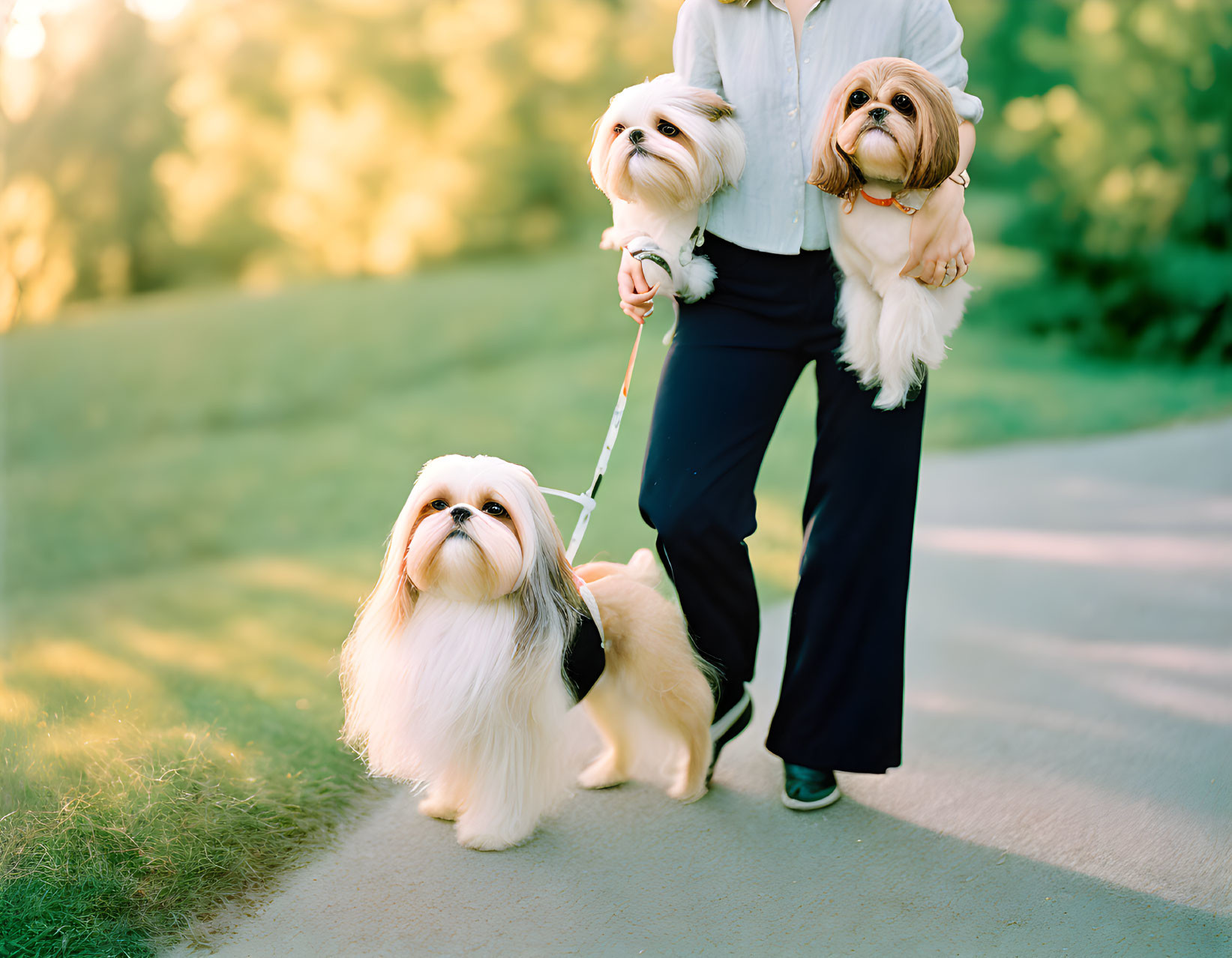 Person in Blue Pants Walks Three Fluffy Shih Tzu Dogs