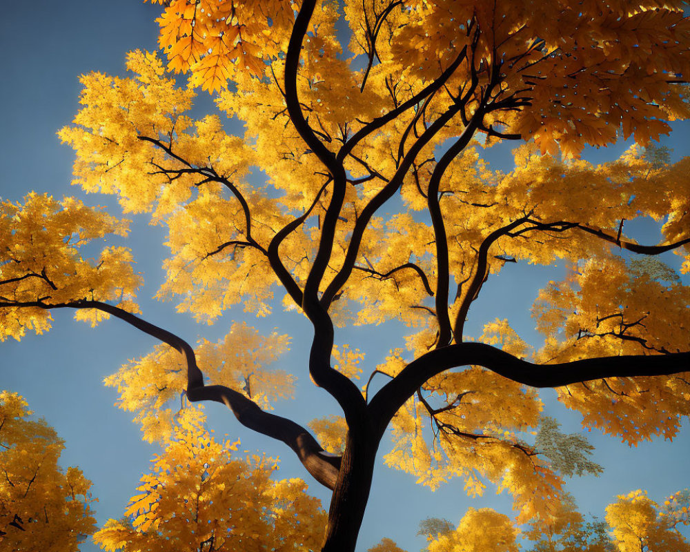 Vibrant yellow autumn leaves against clear blue sky