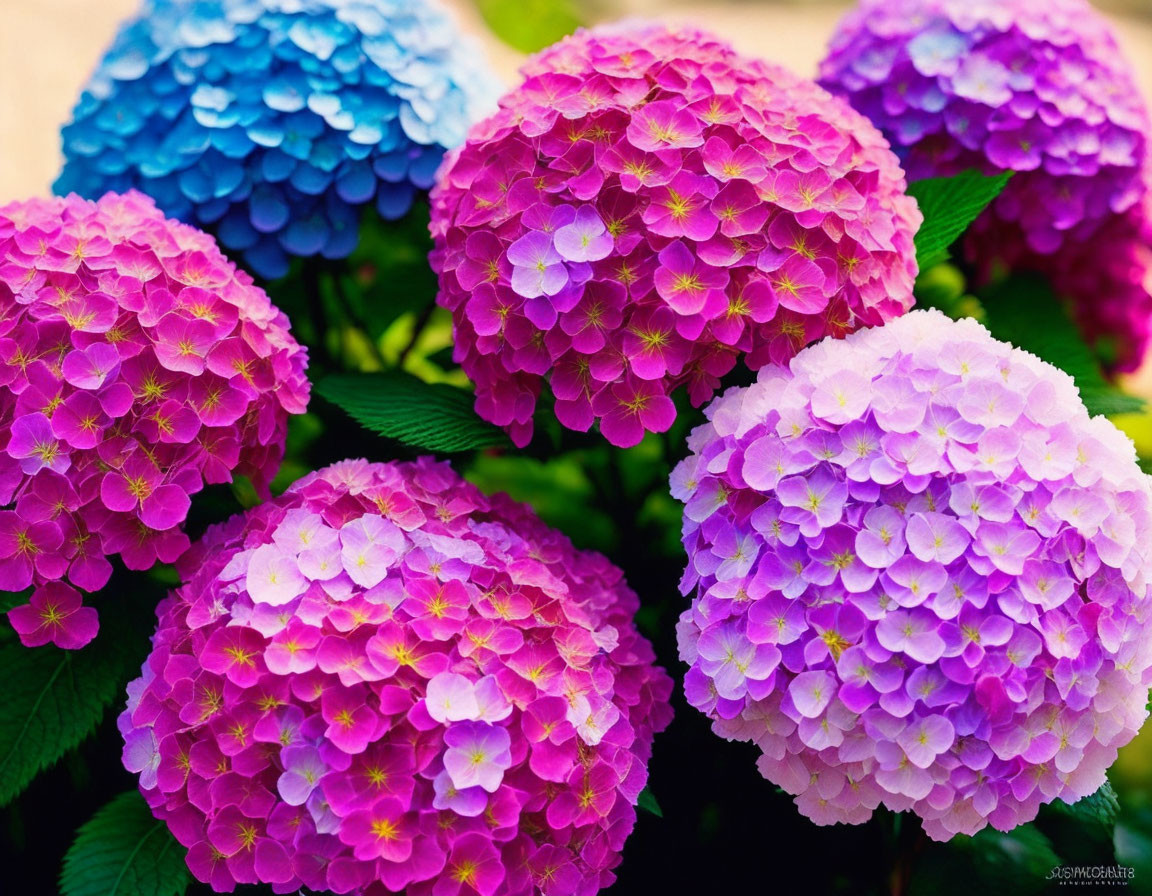 Colorful Hydrangea Blooms in Blue, Pink, and Lilac with Green Leaves