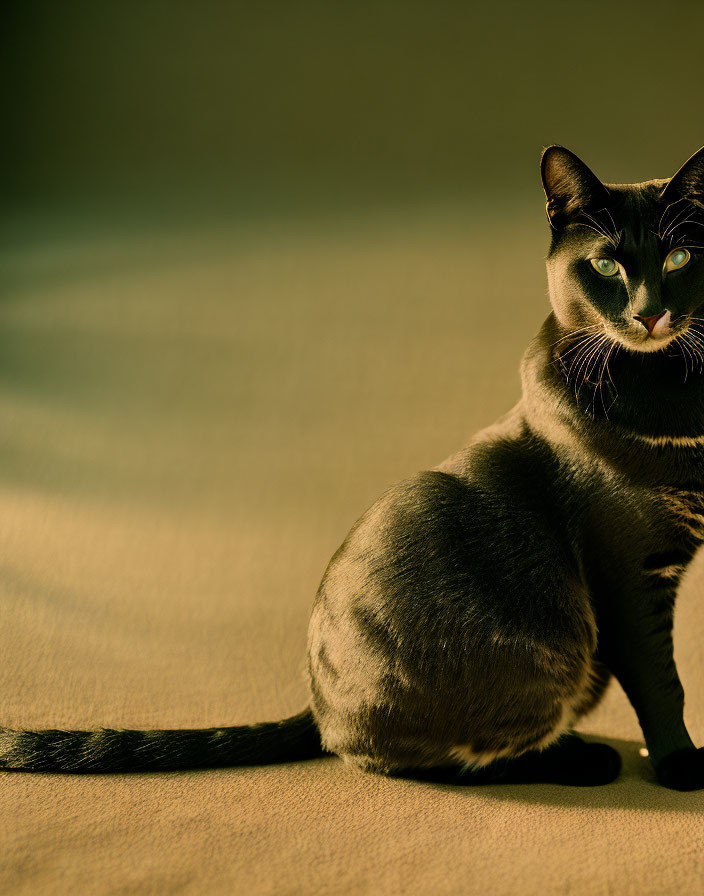 Gray Cat with Green Eyes in Dramatic Lighting