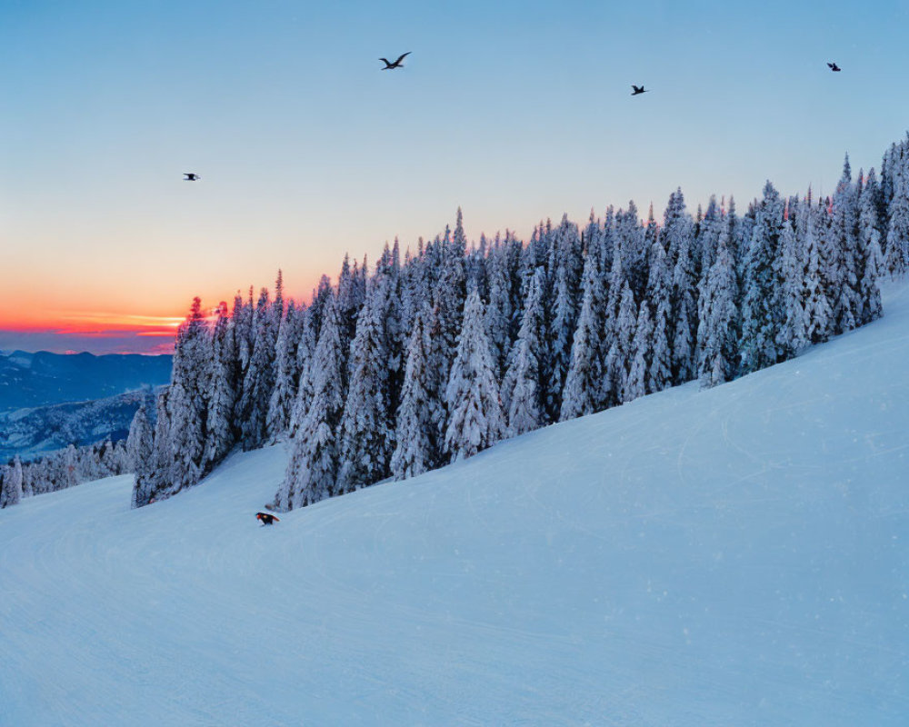 Winter landscape with snow, trees, sunset sky, and birds.