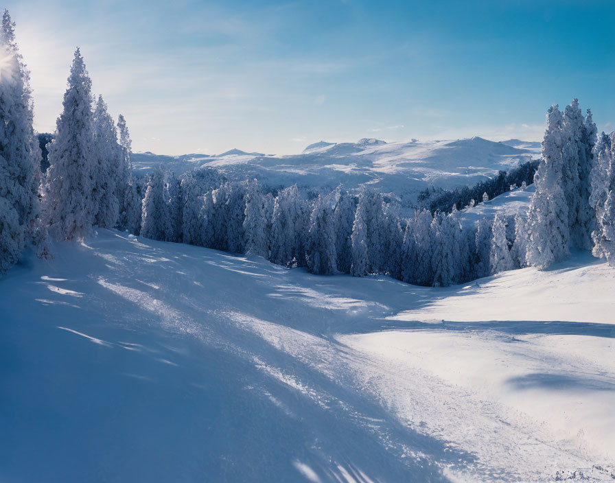 Snow-covered trees and white slopes in serene winter landscape