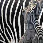 Abstract black and white zebra stripe optical illusion