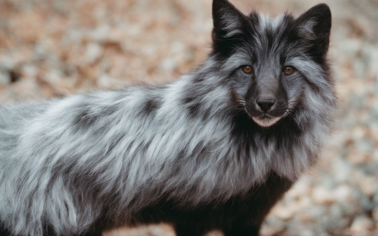 Fluffy Gray Fox with Piercing Eyes in Earthy Tones