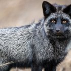 Fluffy Gray Fox with Piercing Eyes in Earthy Tones