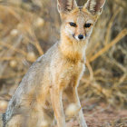 Alert red fox in dry grass with vibrant orange fur