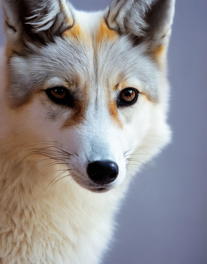 Detailed close-up of attentive fox with sharp gaze and textured fur on gray background